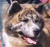 avatar de akita