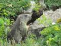 s&eacute;quence marmotte...