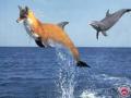Les animations aquatiques ont repris d&egrave;s la r&eacute;ouverture du parc aux visiteurs.