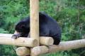 des ours ...