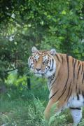 TIGER !!!