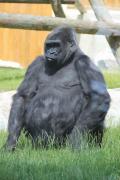 Le fameux GORILLA 