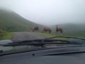 231 chevaux sous le capot, 4 pottocks au bord de la route et 1 &acirc;ne au volant.