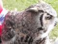 Un hibou