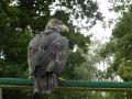 Un aigle royal