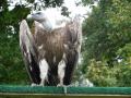 Un vautour