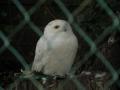 Une chouette blanche