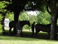 Arnaud h&eacute;site, chevaux &agrave; crottin ou &agrave; vapeur ??
