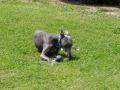 chien bleu