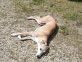 chien jaune