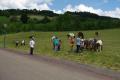 Les poneys du Lac des Sapins