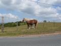 Cheval &agrave; 8 pattes