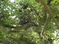 Les arbres de la tonnelle