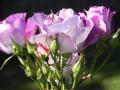 Les roses mauves
