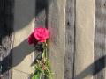 La rose pour Herv&eacute;