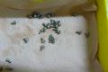 petites vis