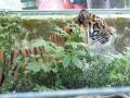 un tigre
