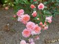 roses de Ronsard