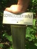 Vous voyez, c'est marqu&eacute; : un "cornouiller m&acirc;le". William et Thierry, vous &ecirc;tes bien des cornouillers m&acirc;les ? Et des beaux sp&eacute;cimen, en plus ? Alors vos DD'S seront parfaits ! 
