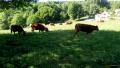 Tellement beau que certaines vaches ont bronz&eacute;. Sauf une , que la police recherche...