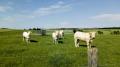 Au pays charolais il a fait chaud, tr&egrave;s chaud...