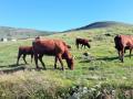 L'Auvergne, 1.800.000 vaches. Principalement des Salers et des Aubrac...