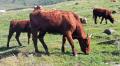 Donc, je disais 1.800.000 vaches