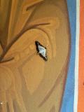 Ton papillon, Axel ! Clin d'oeil