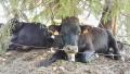 Vaches 