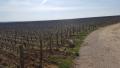 A perte de vue la vigne !!