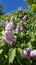 Un pays o&ugrave;, fin juin, le lilas arrive enfin en fleur !