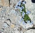 Idem pour le myosotis ...
