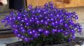 ...Et pour toutes les fleurs !
