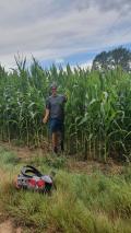 Les loups sortent du bois (ggfone) 