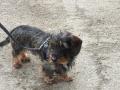 La mascotte du week-end