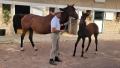 Haras d'&Eacute;cajeul